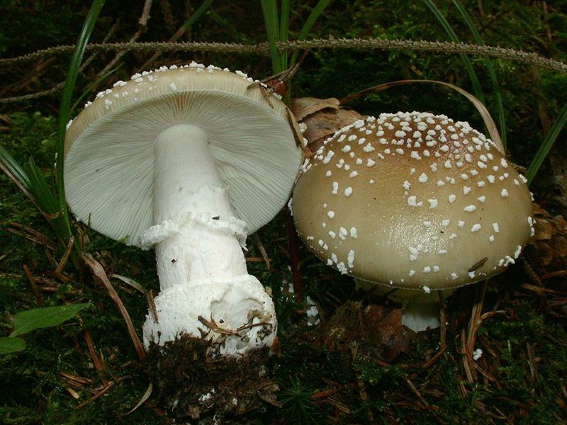 Amanita pantherina