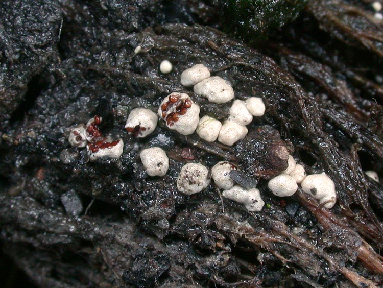 Mycocalia duriaeana
