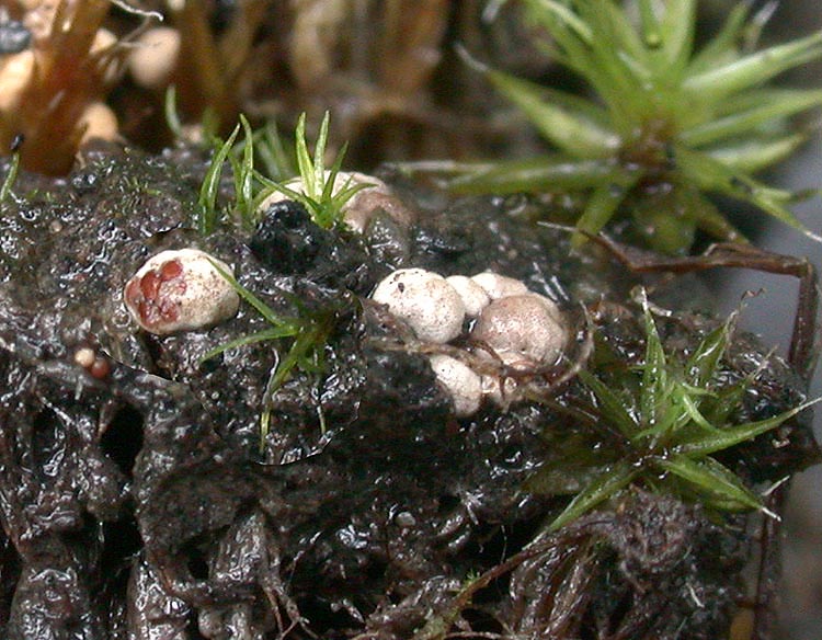 Mycocalia duriaeana