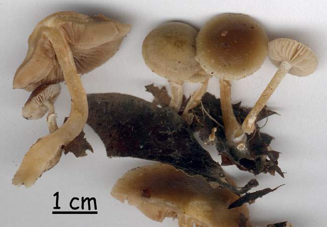 Phaeogalera oedipus