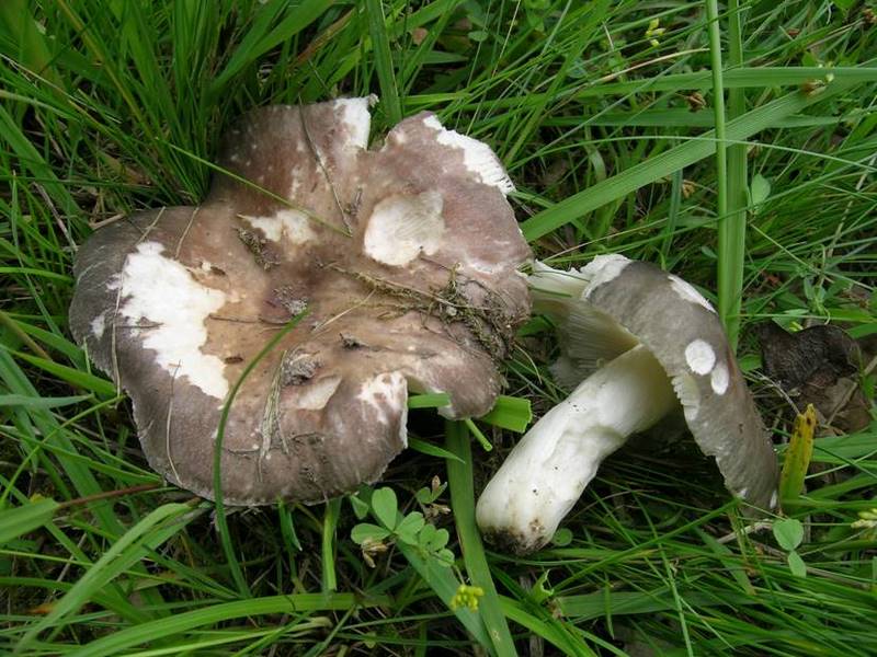 Russula anatina