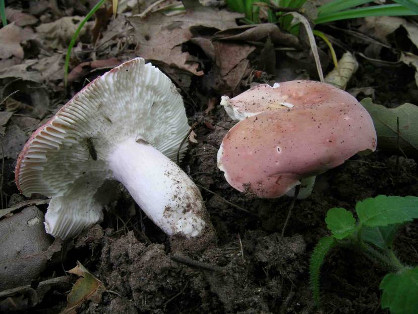 Russula zvarae