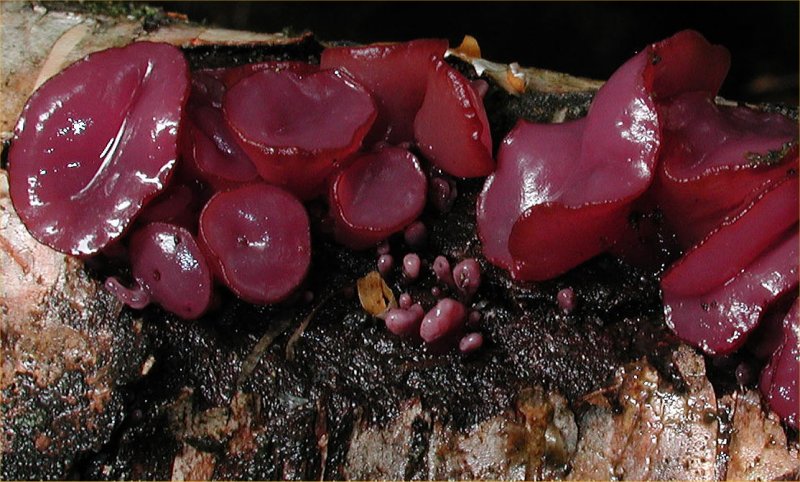 Arrhenia spathulata