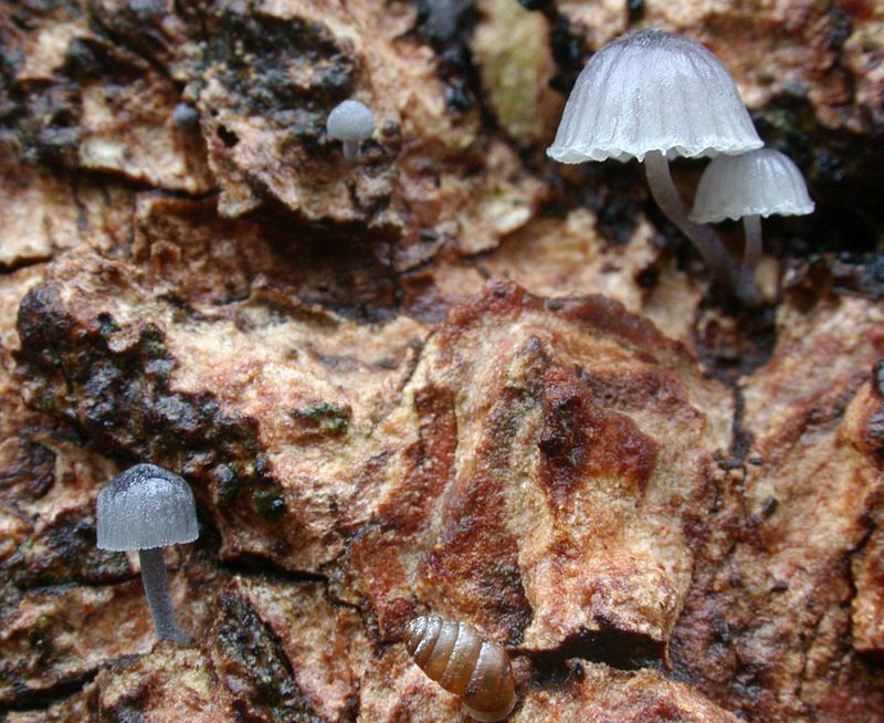 Mycena pseudocorticola
