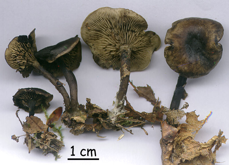 Lyophyllum maasgeesterani