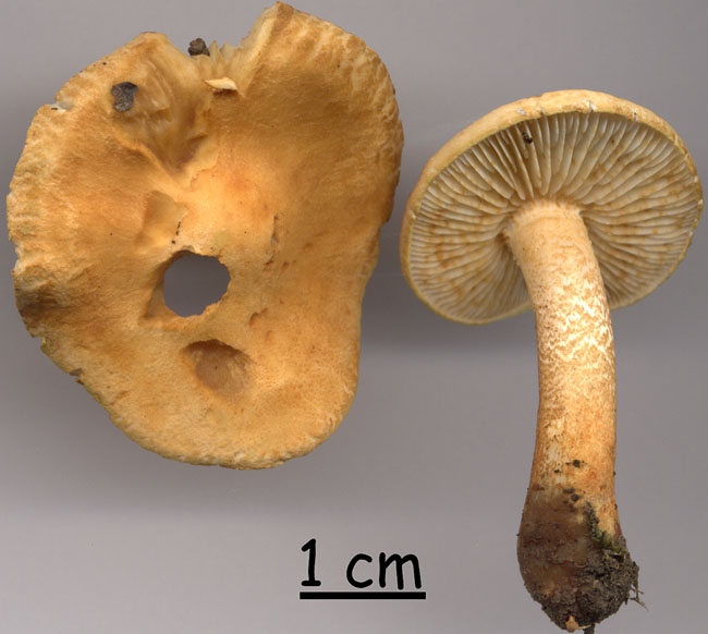 Tricholoma psammopus
