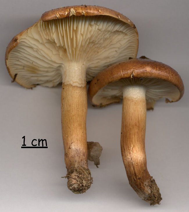 Tricholoma ustaloides